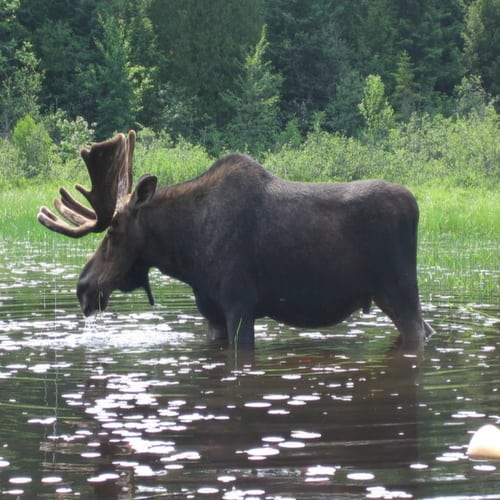 glamping canoe trip